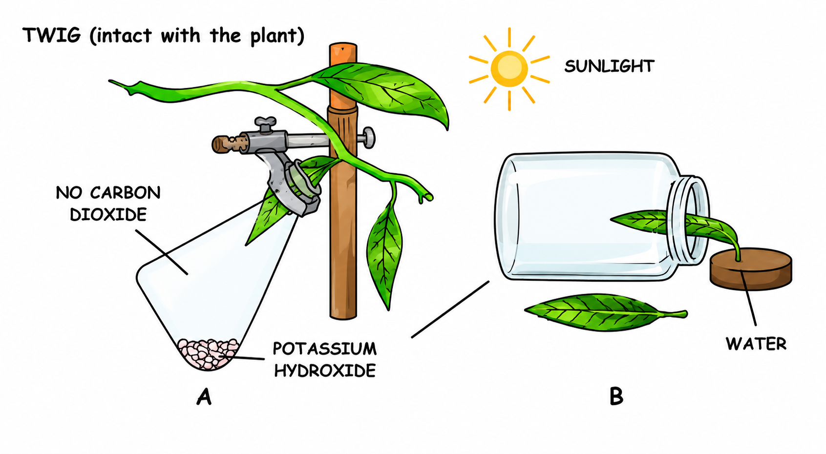 Fig 6.13: Experiment to prove that Carbon dioxide is necessary for photosynthesis